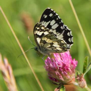 Sivun Melanargia kuva