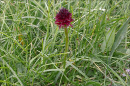 Image of Rein Orchids