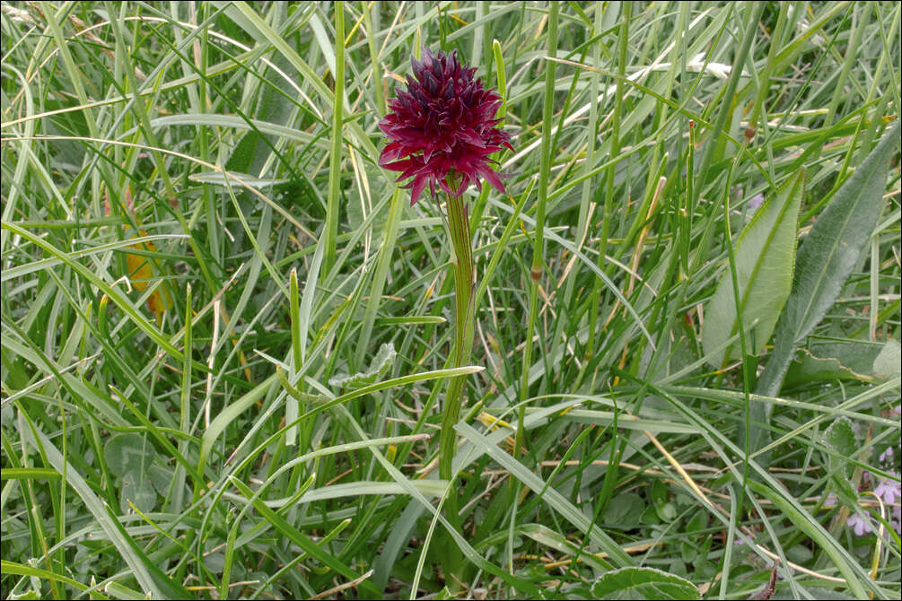 صورة Gymnadenia rhellicani (Teppner & E. Klein) Teppner & E. Klein