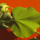 Image of Callianthe pauciflora (A. St.-Hil.) Dorr