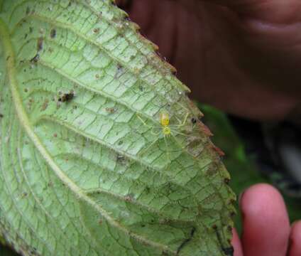 Image of Theridion