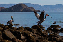 Image of pelicans