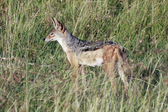 Image of coyote