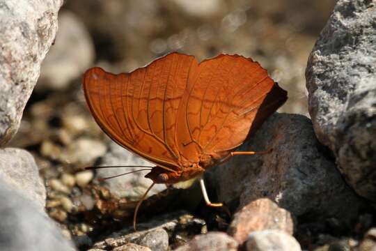 Image of Charaxes nichetes Grose-Smith 1883