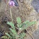Image of Astragalus stella L.