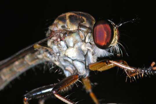 Image of robber flies