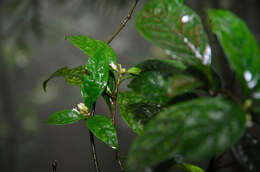 Image of Pittosporum balansae Aug. DC.