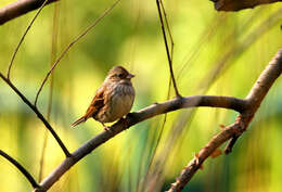 Image of Black-faced Bunting