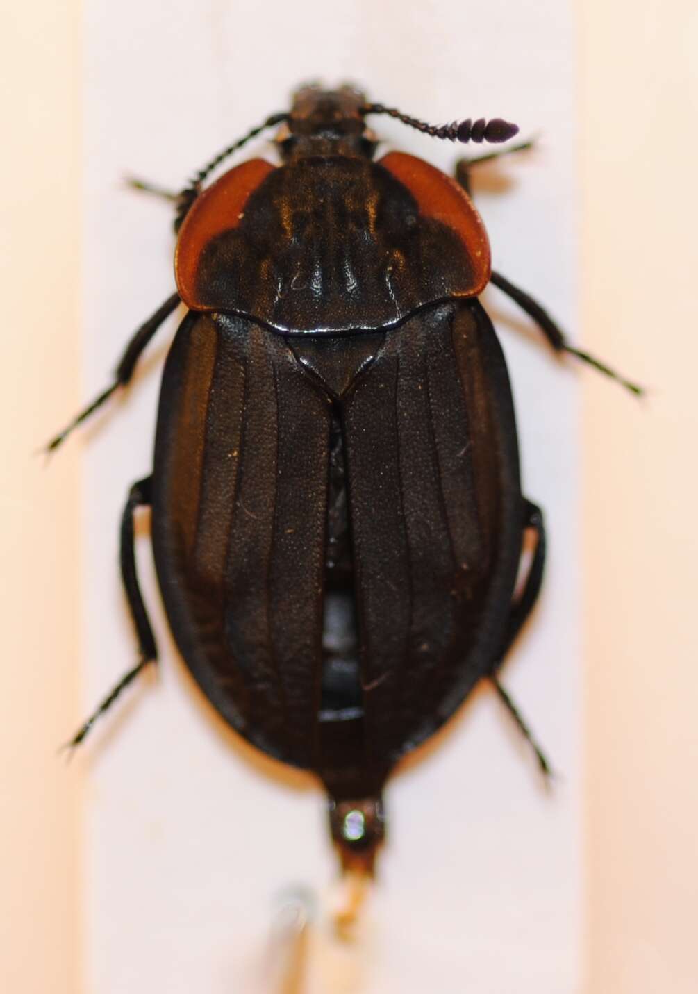 Image of Oiceoptoma