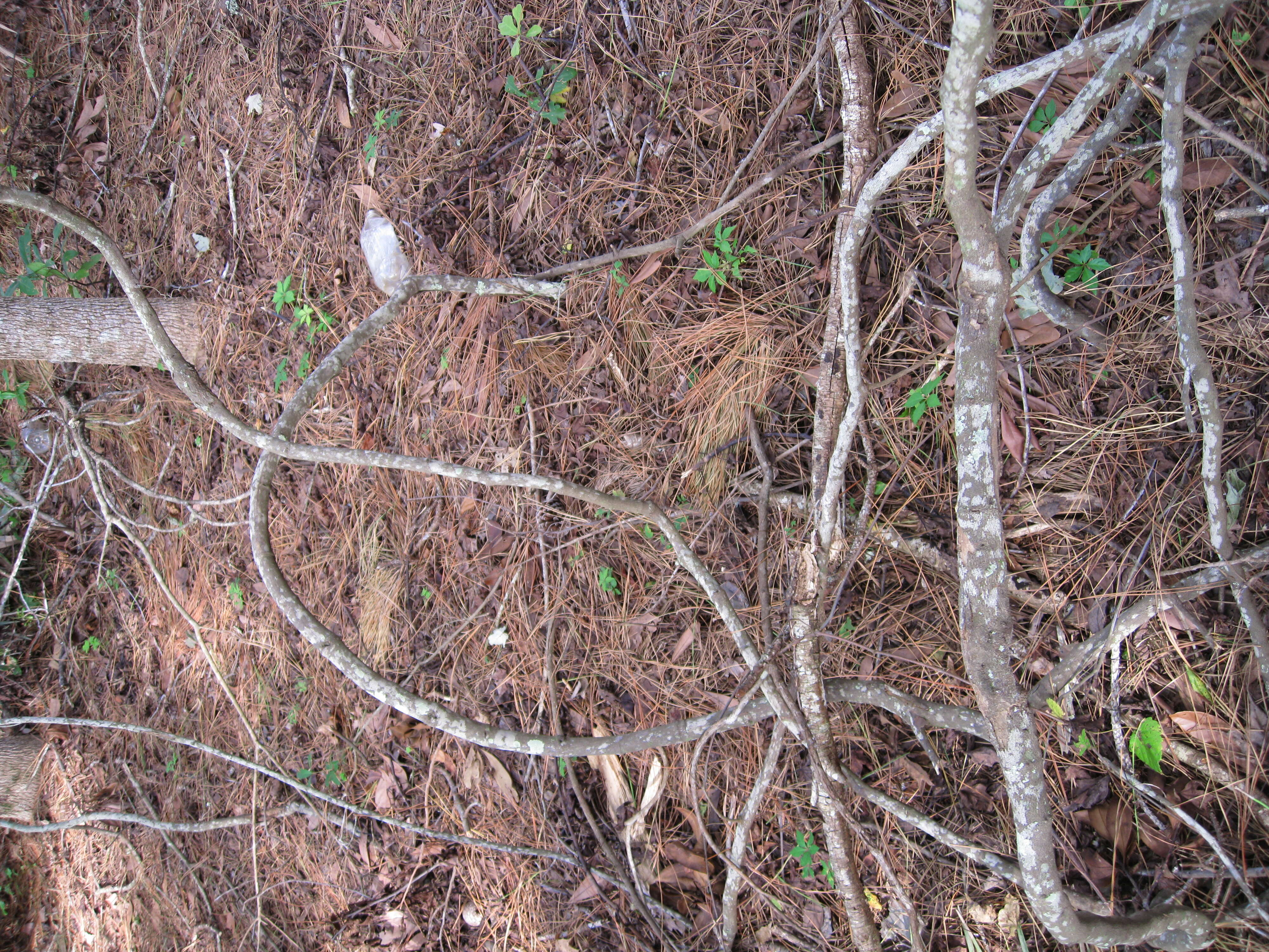 Imagem de Vitis rotundifolia Michx.