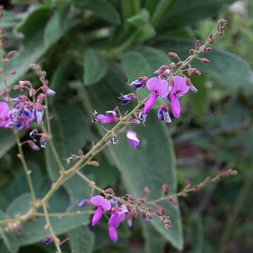 Sivun Desmodium subsecundum Vogel kuva