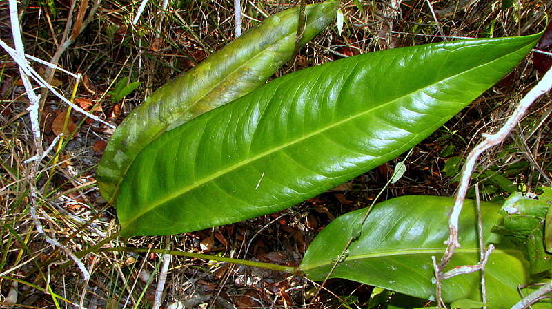 Image of Anthurium longipes N. E. Br.
