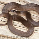 Image of Rough Earth Snake