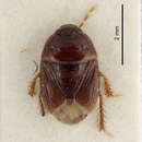 Image of Geotomus pygmaeus