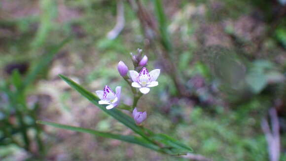 Image of Epidendrum fimbriatum Kunth