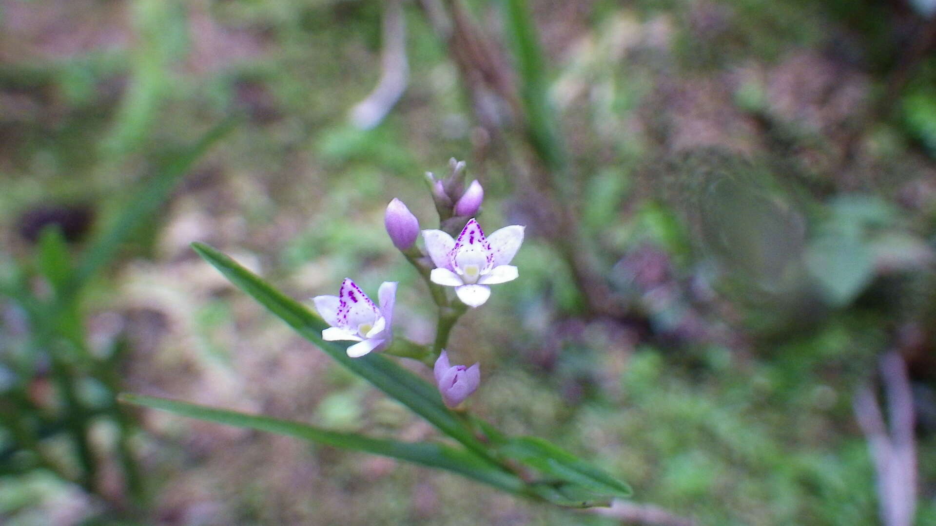 Imagem de Epidendrum fimbriatum Kunth