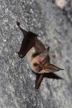 Image of Brown long-eared bat