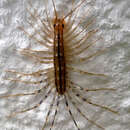 Image of House Centipede