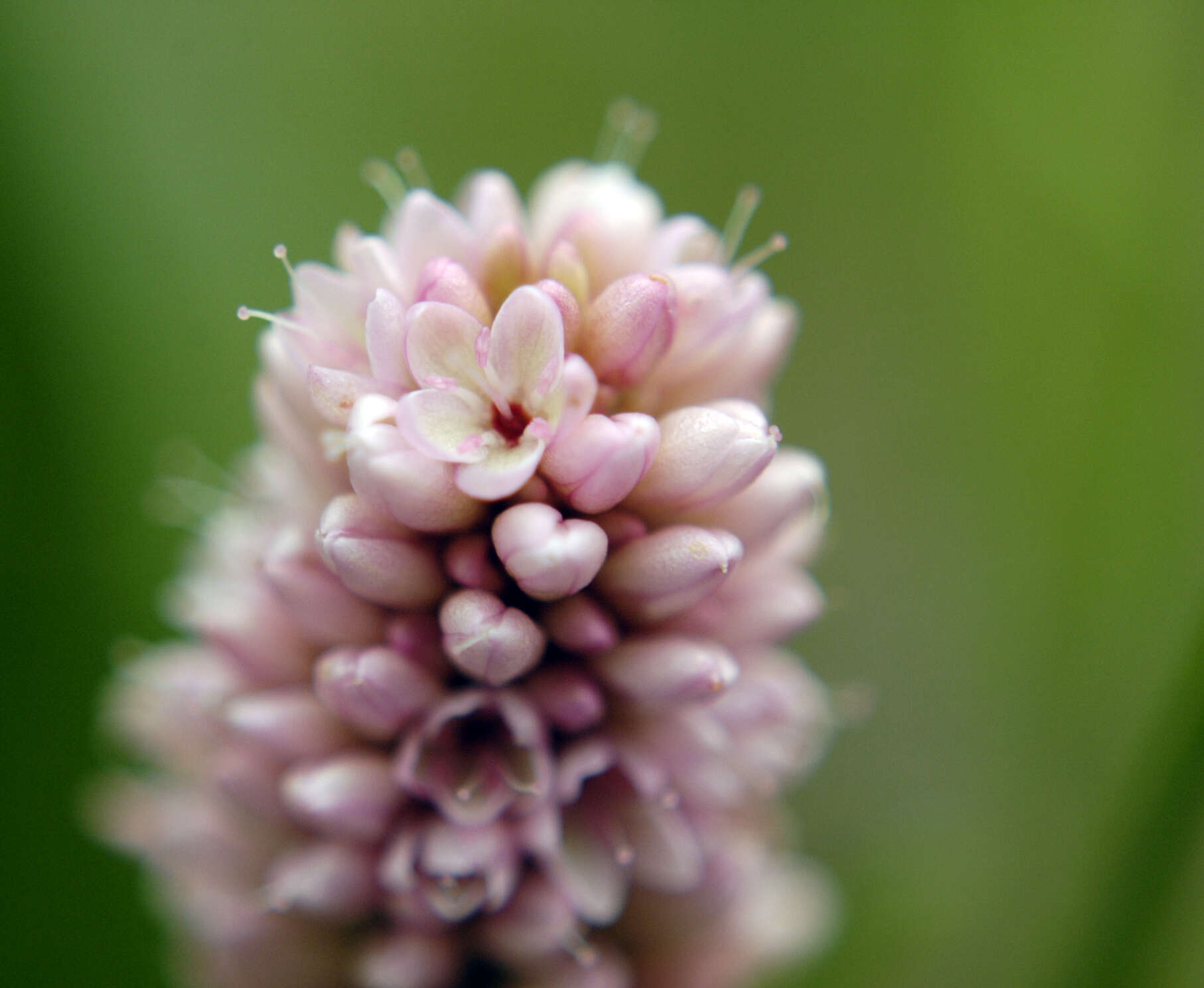 Image of Pinkweeds