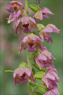 Image of Helleborine