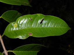 Image of Vochysia allenii Standl. & L. O. Williams