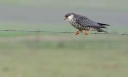 Image of Amur Falcon