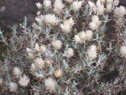Imagem de Helichrysum newii Oliv. & Hiern