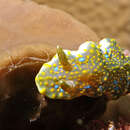 Image of Sinuate purple slug
