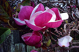 Image of Saucer magnolia