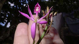 Image of Epidendrum flexuosum G. Mey.