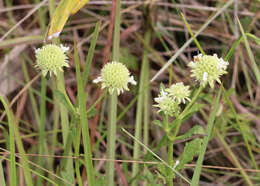 Image of bushmint