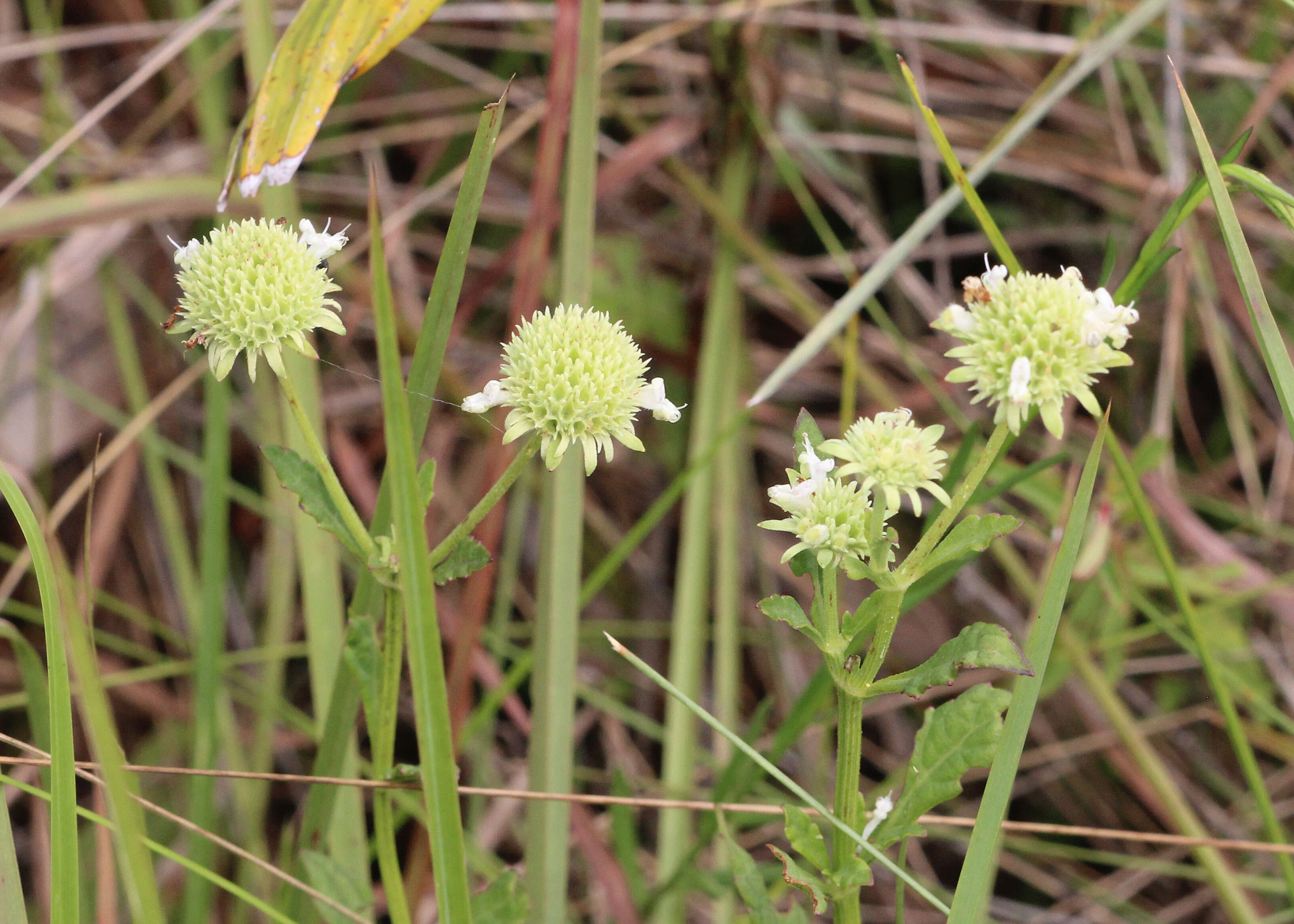 Image de Hyptis alata (Raf.) Shinners