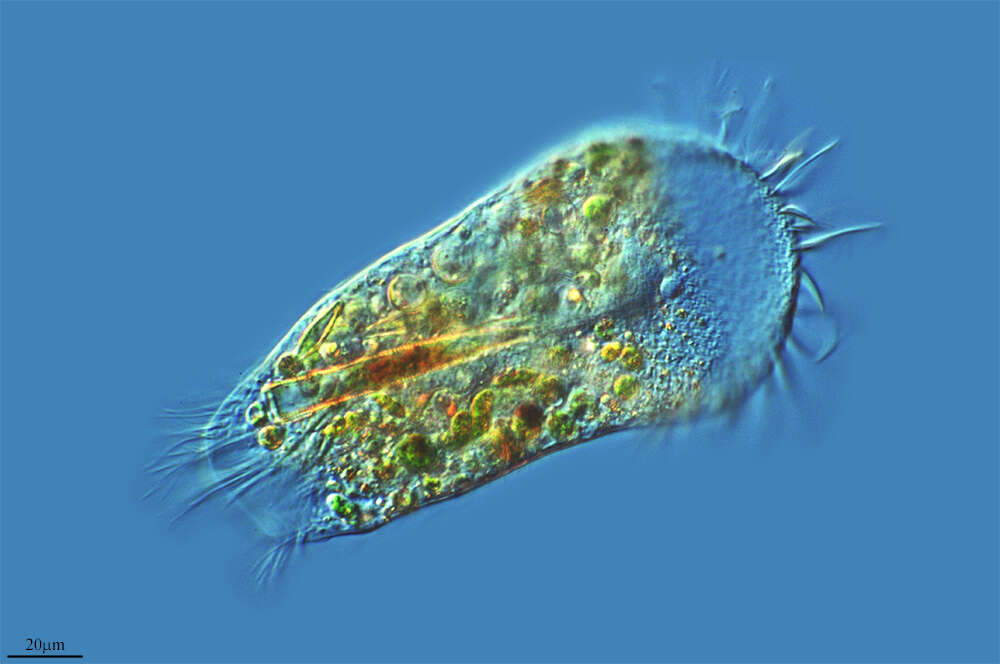 Image of Ciliophora