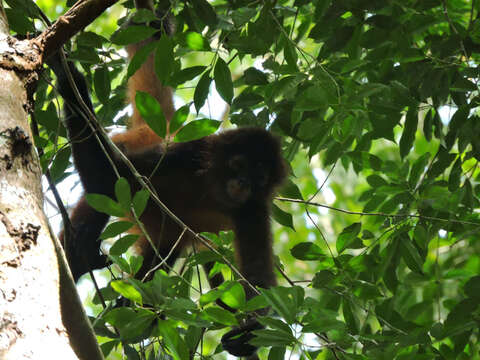 Image of Black-handed Spider Monkey