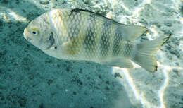 Image of Sergeant Fish