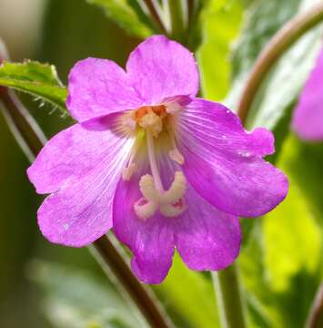 Image of willowherb