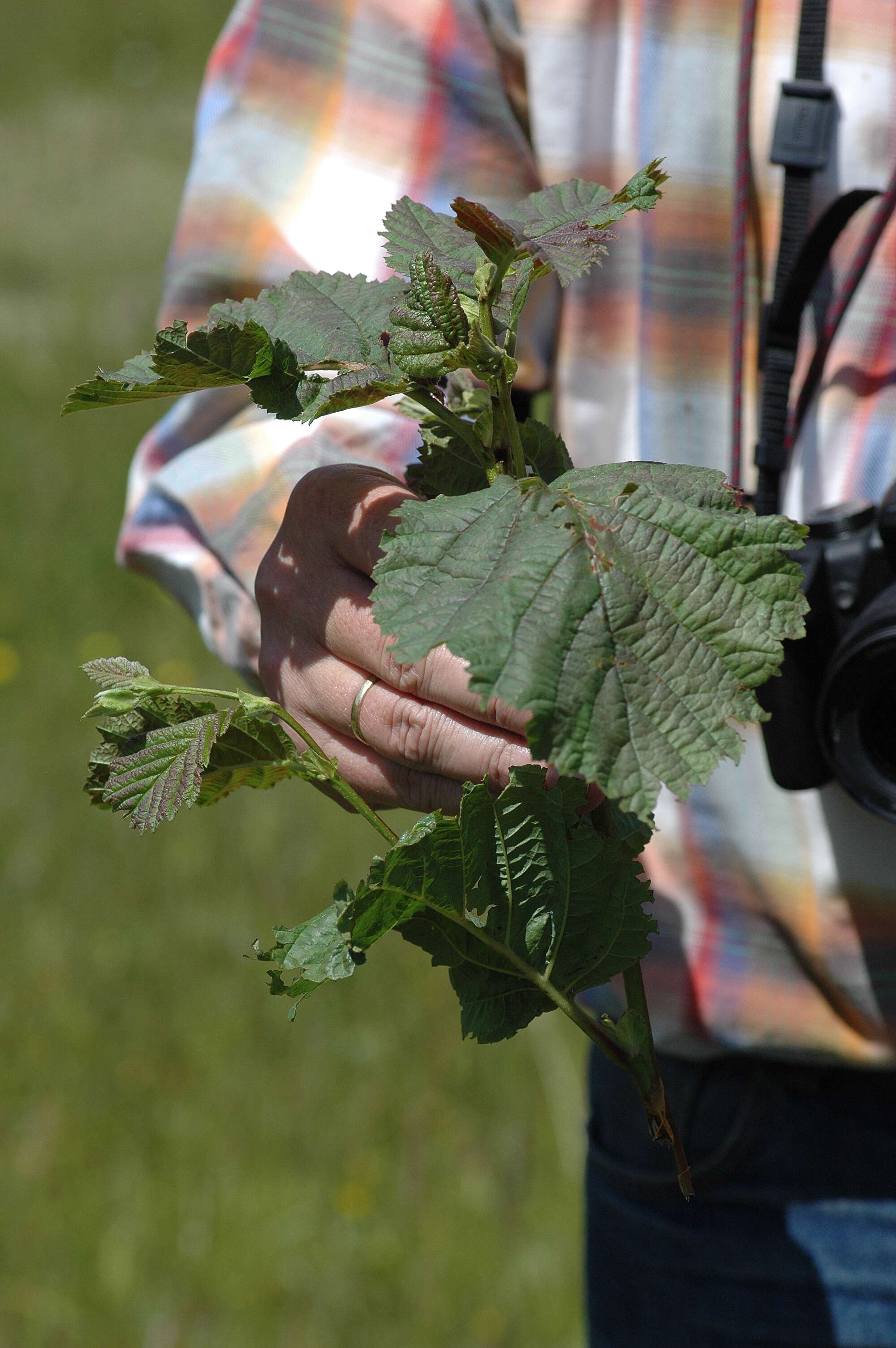 Sivun Alnus pubescens Tausch kuva