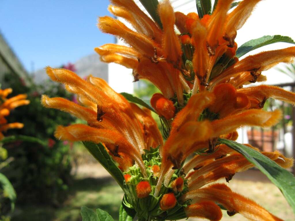 Image of lion's ear