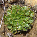 Imagem de Dichosciadium ranunculaceum (F. Müll.) Domin