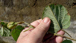 Image of Ipomoea philomega (Vell.) House