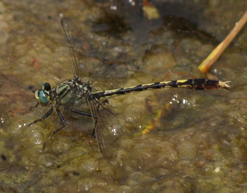 Imagem de Arigomphus Needham 1897