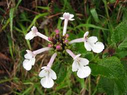 Image of phyllostegia