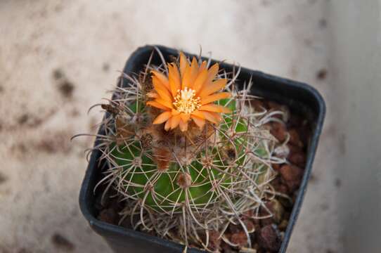 Image of Parodia gibbulosoides F. H. Brandt