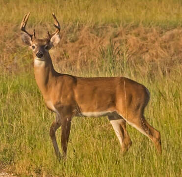 Image of mule deer and white-tailed deer