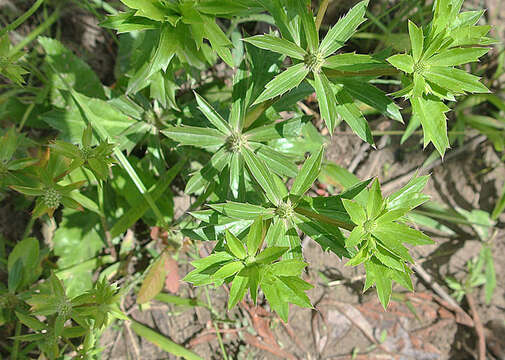 Imagem de Eryngium