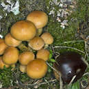 Image of Hypholoma fasciculare