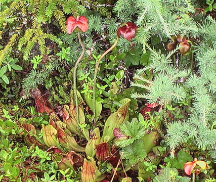 Image of purple pitcherplant