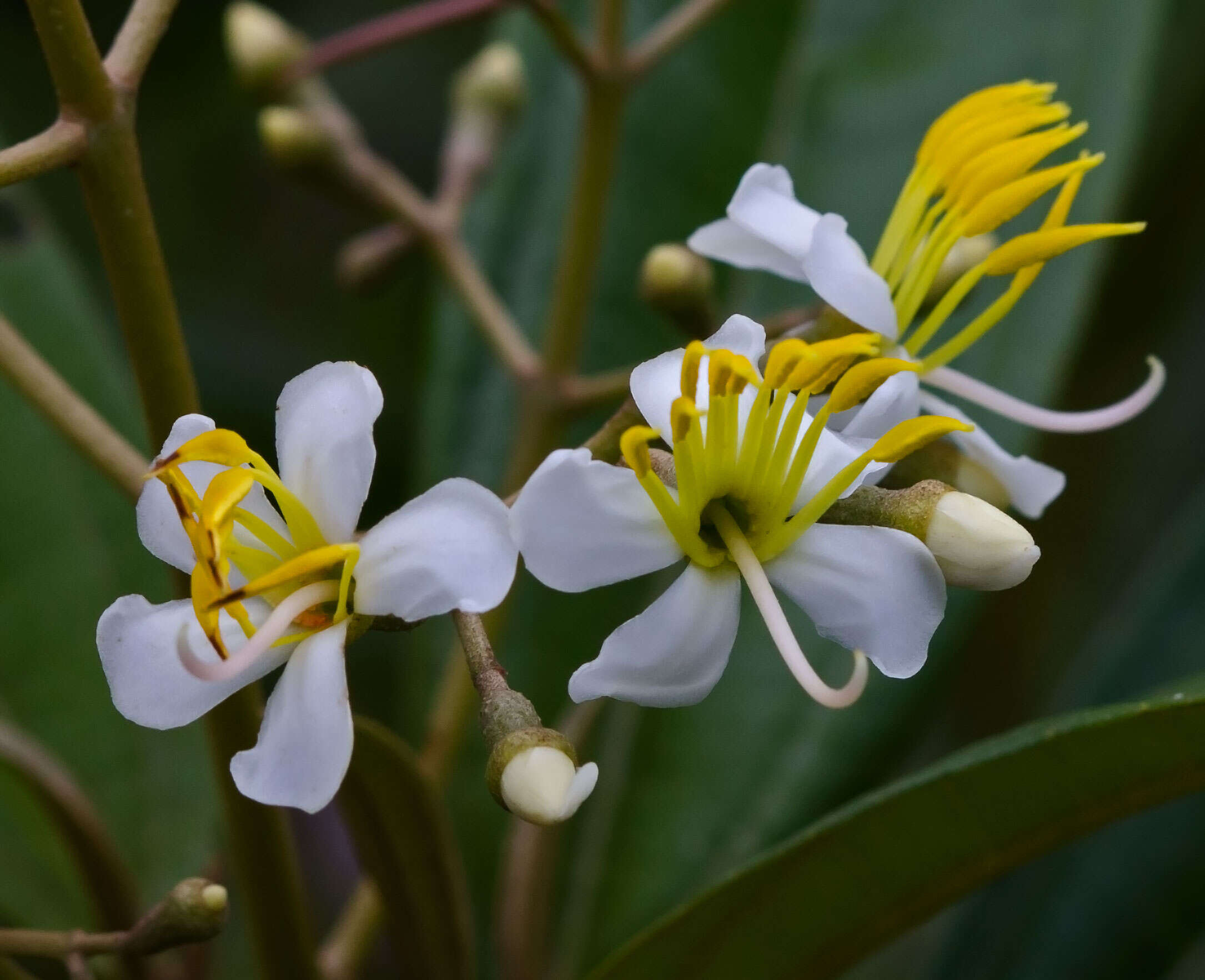 Imagem de Miconia bicolor (Mill.) Triana