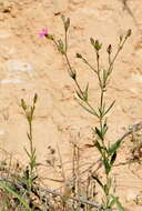 Image of Silene muscipula L.