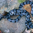 黃唇青斑海蛇的圖片